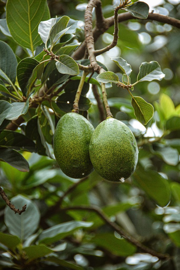Avocados origin on a tree